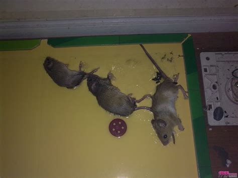 家中有老鼠 進門見陽台